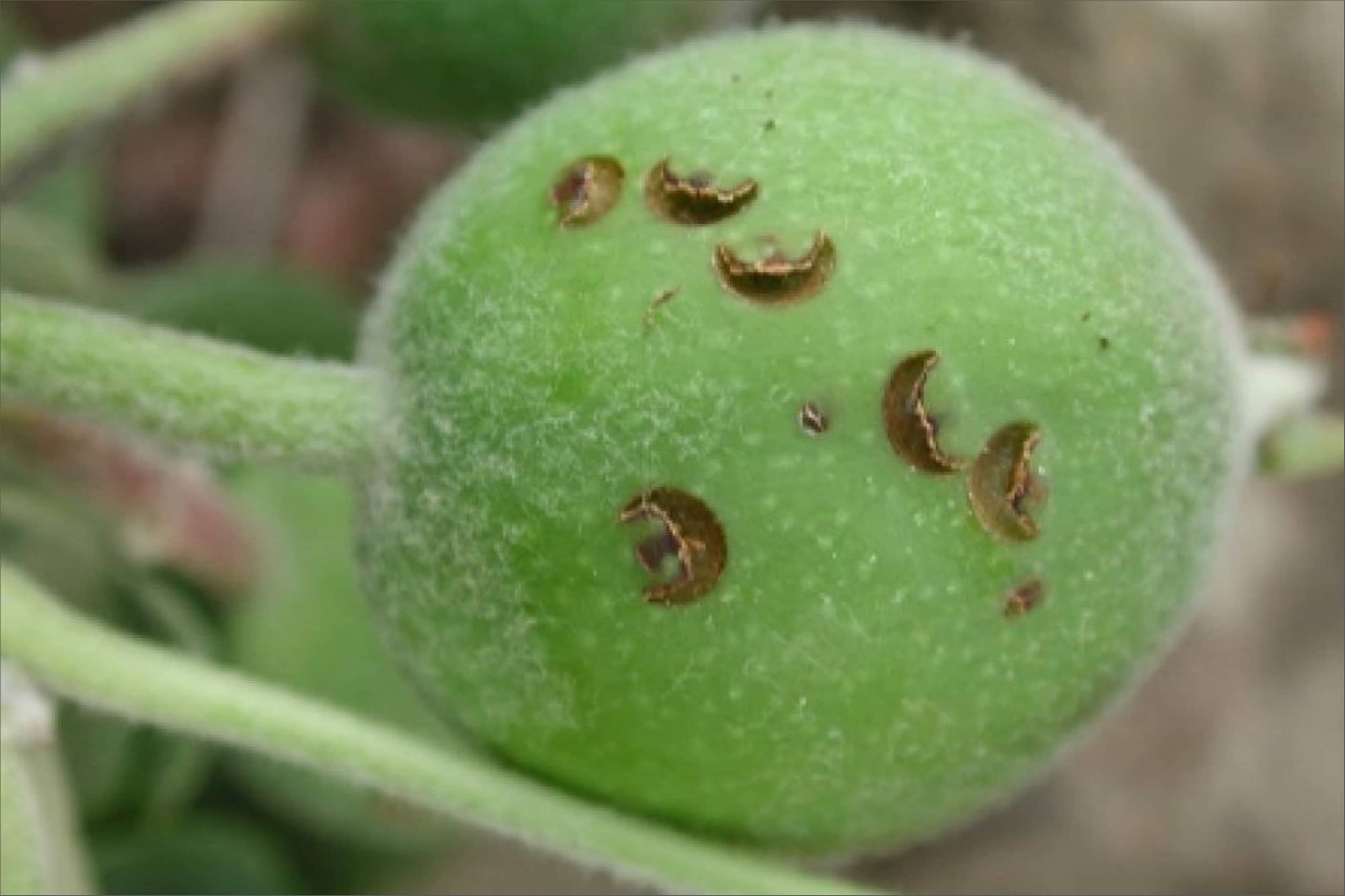 Conotrachelus nenuphar damage Malus omafra