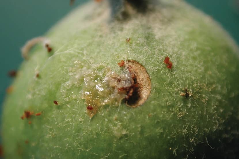 Schade door Conotrachelus nenuphar