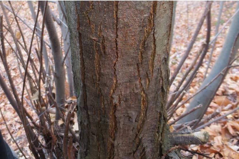 Bastscheuren op Castanea veroorzaakt door Cryphonectria parasitica