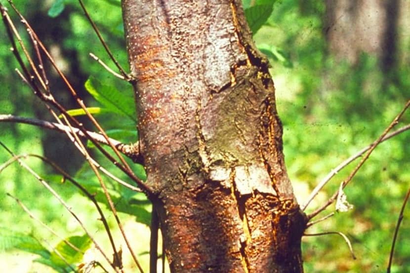 Kanker op de stam (ingezonken plek) veroorzaakt door Cryphonectria parasitica