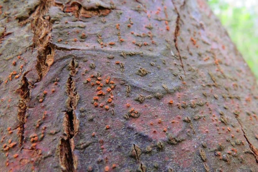 Oudere vruchtlichamen van Cryphonectria parasitica