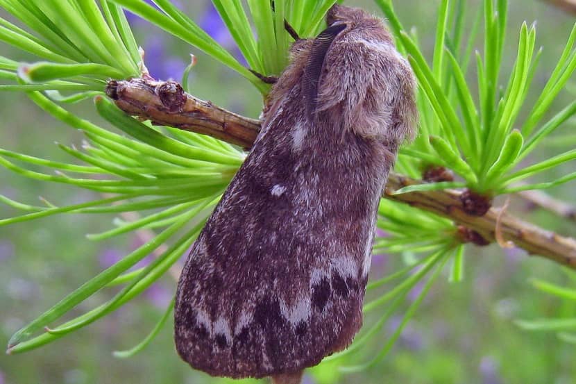 Adult van Dendrolimus sibiricus