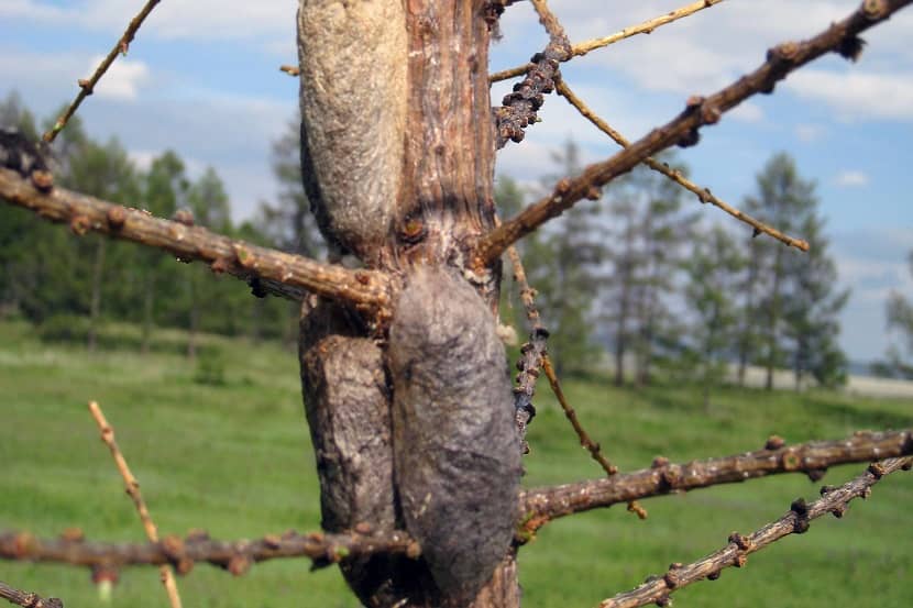 Cocon van Dendrolimus sibiricus