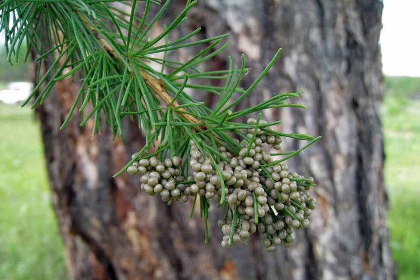Eitjes van Dendrolimus sibiricus