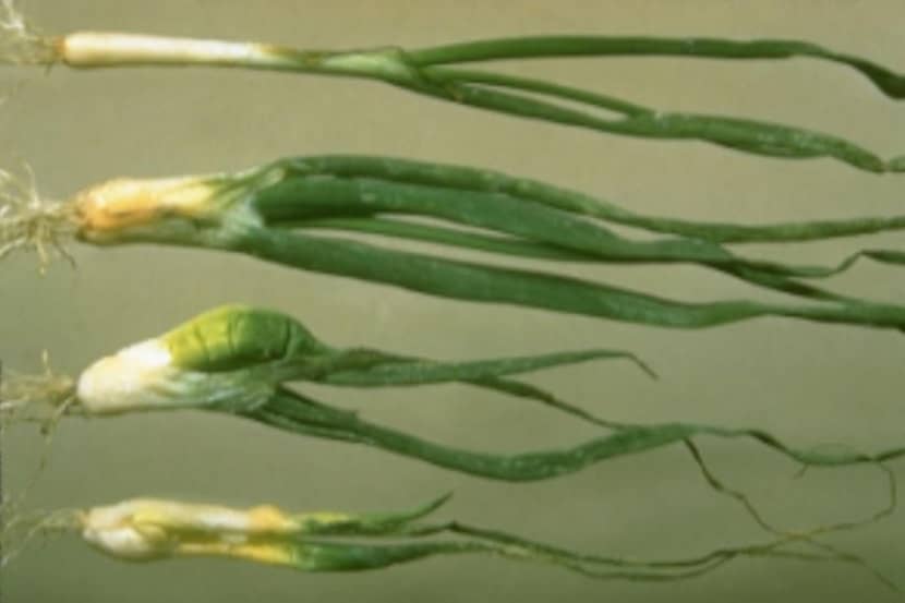 Ditylenchus dipsaci (stengelaaltje)