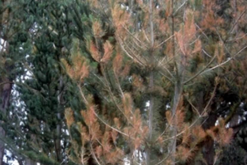 Dothistroma septosporum