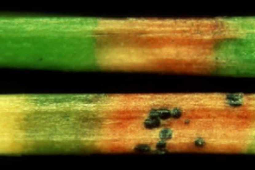 Dothistroma septosporum