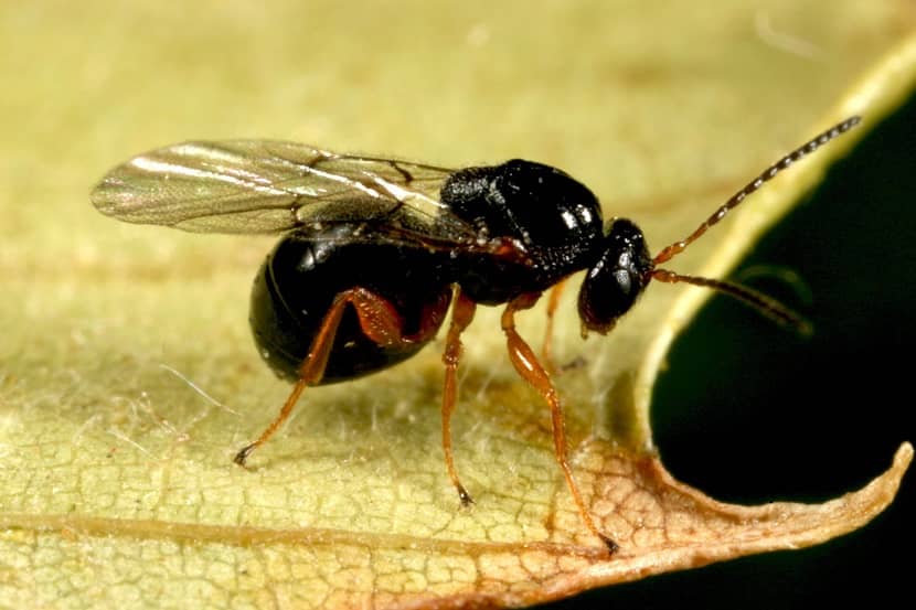 Volwassen Dryocosmus kuriphilus