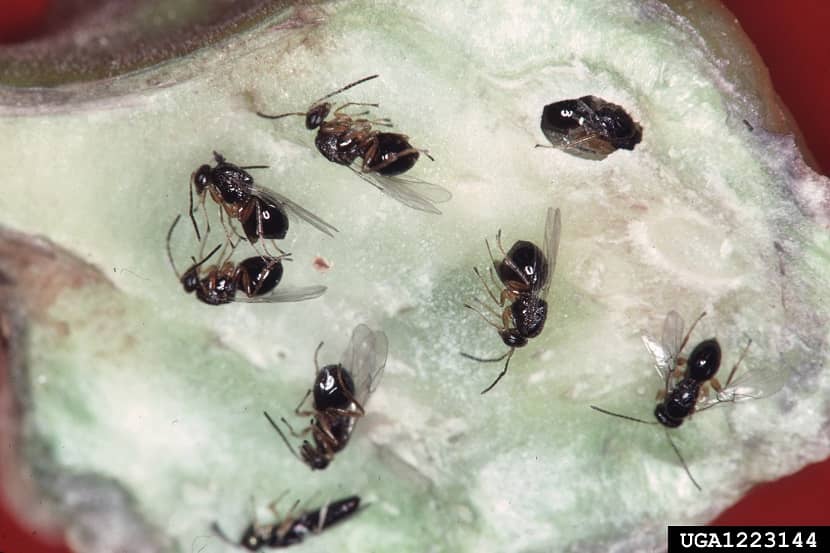 Volwassen Dryocosmus kuriphilus