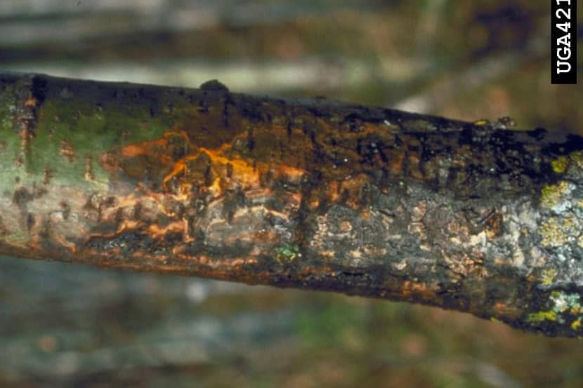 Door Entoleuca mammata veroorzaakte scheur in de bast