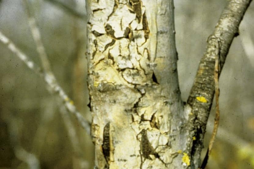Symptomen van Entoleuca mammata op de bast