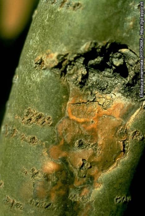 Entoleuca mammata verkleuring Populus