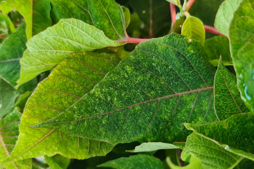 Eolewisi Eupulcherimma bovenzijde blad