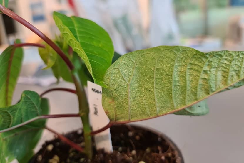 Eolewisi Eupulcherimma onderzijde blad