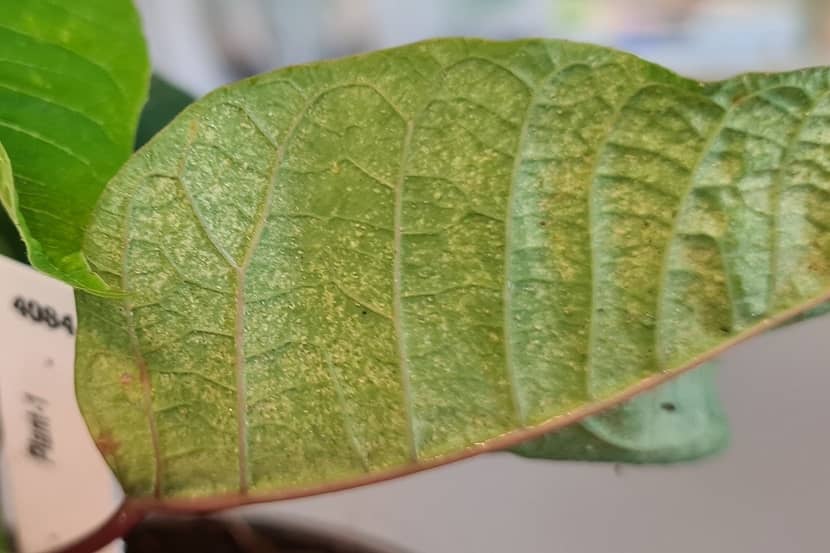Eotetranychus lewisi op onderzijde blad kerstster