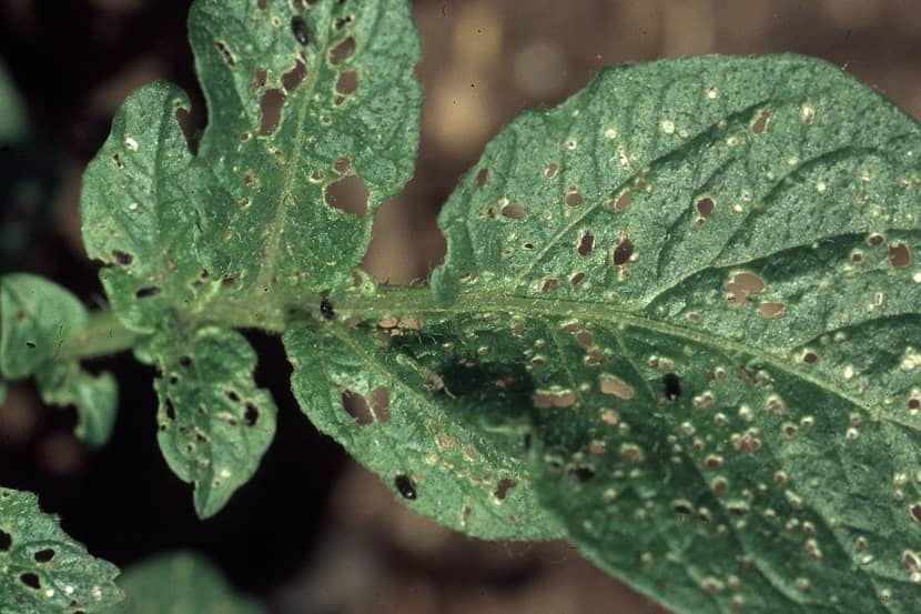 Schade door Epitrix cucumeris op blad