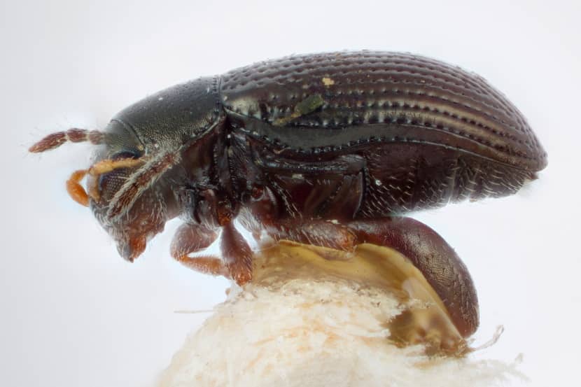 Volwassen Epitrix cucumeris