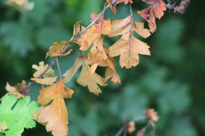 Taksterfte op Crataegus veroorzaakt door Erwinia amylovora