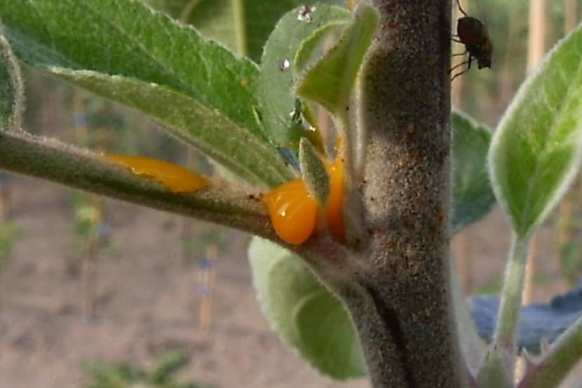 Bacterieslijm van Erwinia amylovora op Malus