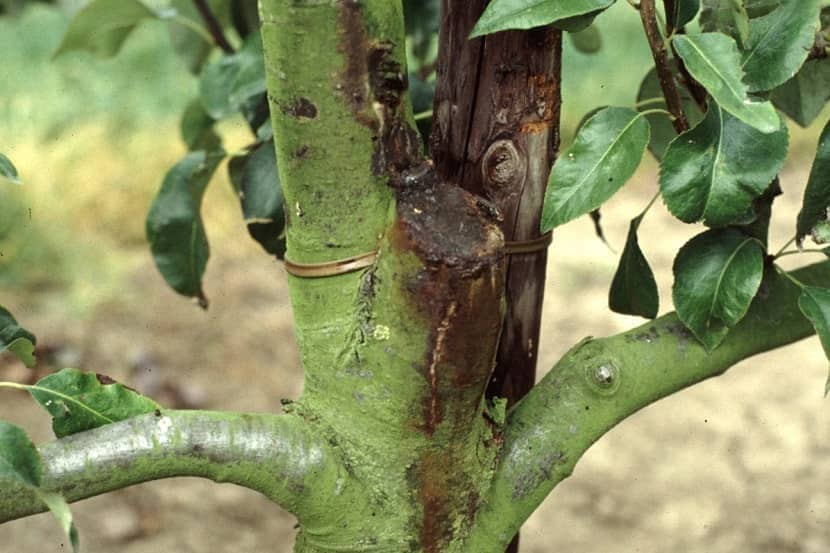 Symptoom van Erwinia amylovora op stam van Pyrus