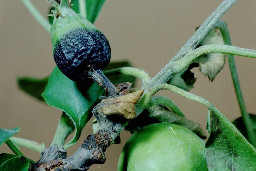 Symptoom van Erwinia amylovora op vrucht van Malus