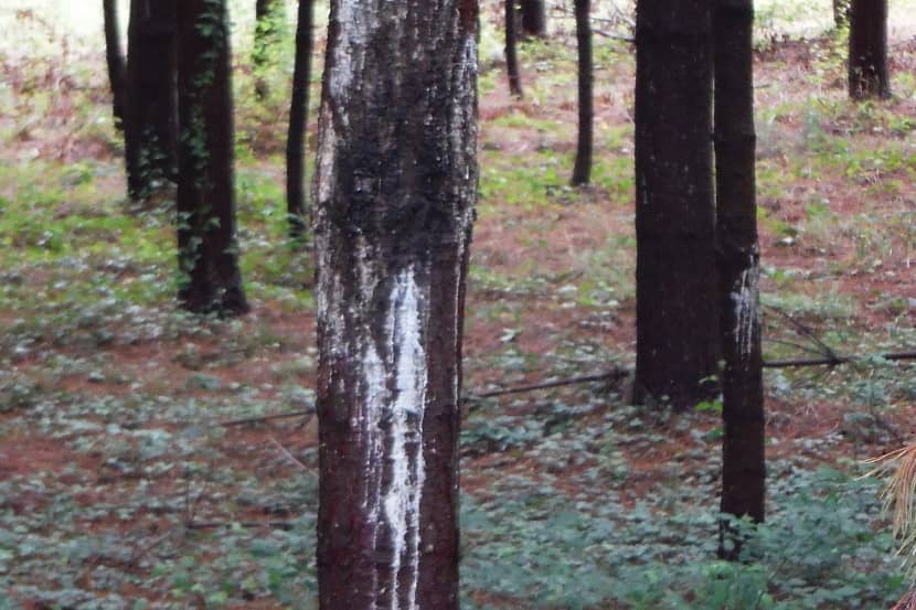 Hars op Pinus veroorzaakt door Fusarium circinatum