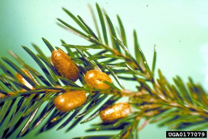 Pop-cocons van de zomergeneratie van Gilpinia hercyniae