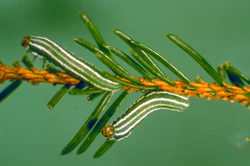 Vraat aan de naalden door larven van Gilpinia hercyniae