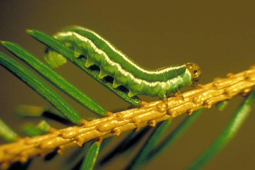Bijna volgroeide larve van Gilpinia hercyniae