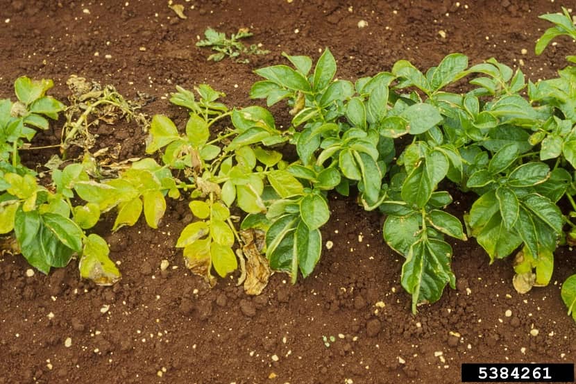 Globodera rostochiensis bladvergeling