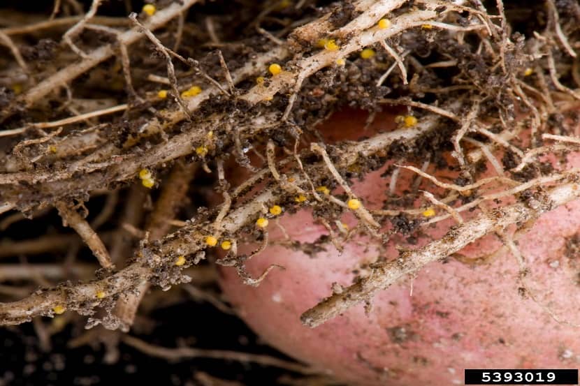 Aardappelwortels met knobbeltjes veroorzaakt door Globodera rostochiensis