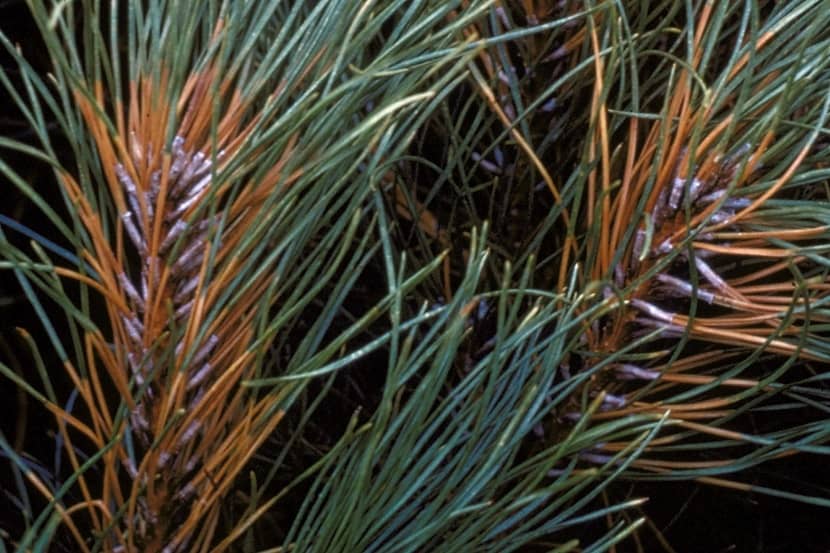 Verkleuring van de naaldbasis en wasuitscheiding op Pinus door Gremmeniella abietina