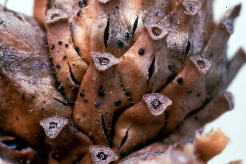 Vruchtlichamen van Gremmeniella abietina op het groeipunt