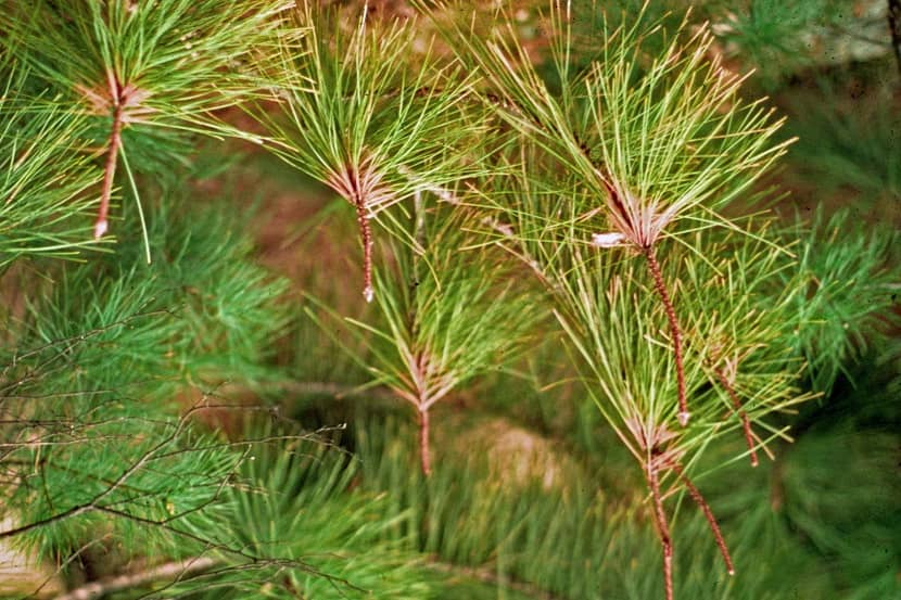 Naaldaantasting door Gremmeniella abietina
