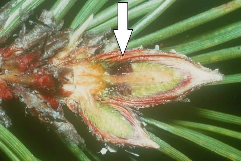 Gremmeniella abietina in de knop