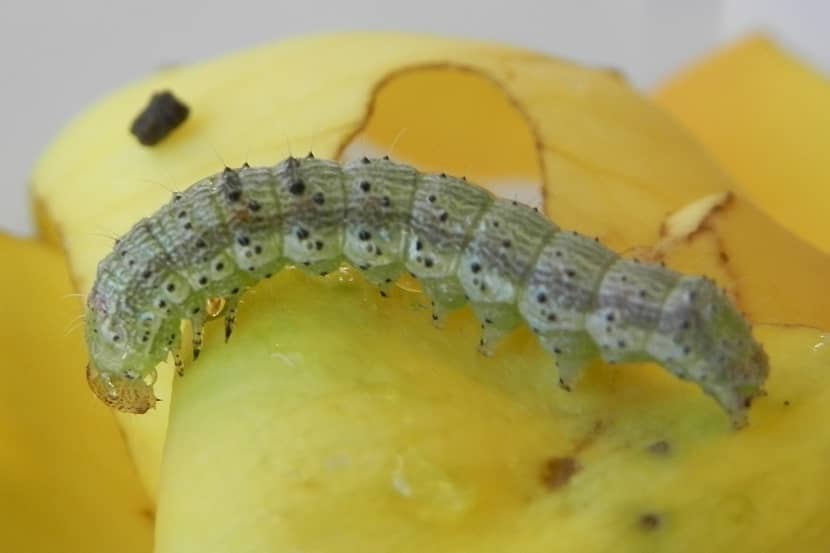 Half volgroeide rups van Chloridea virescens