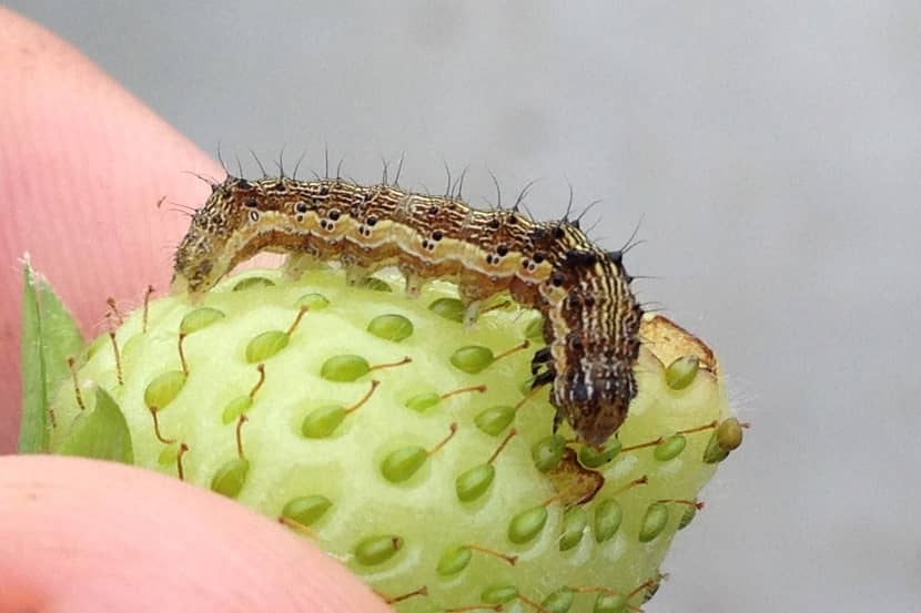 Rups van Helicoverpa armigera
