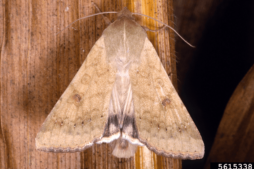 Adult van Helicoverpa zea