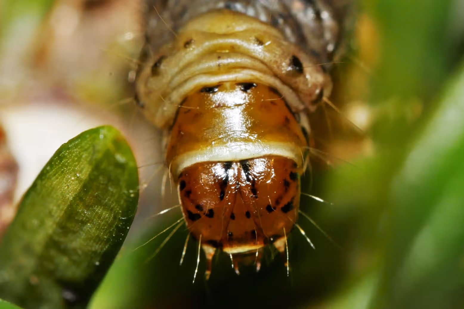 Rups van Homona magnanima op Taxus