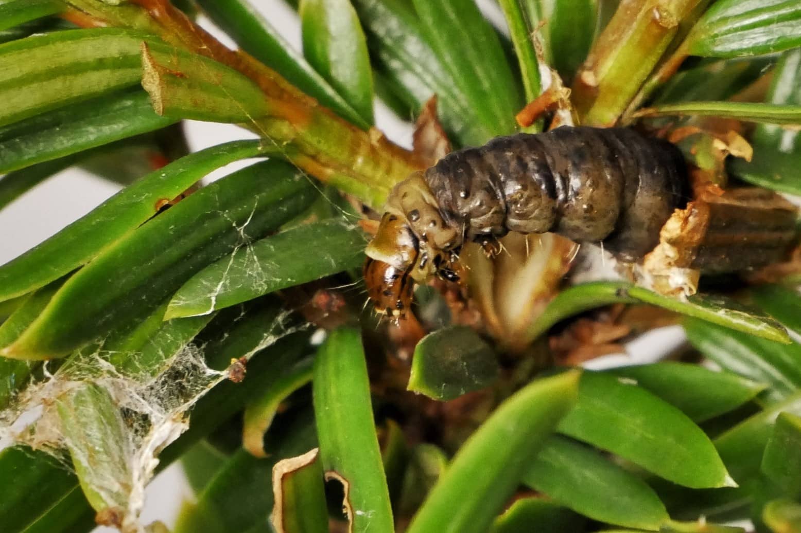 Voorzijde rups Homona magnanima op Taxus met vraat en spinsel