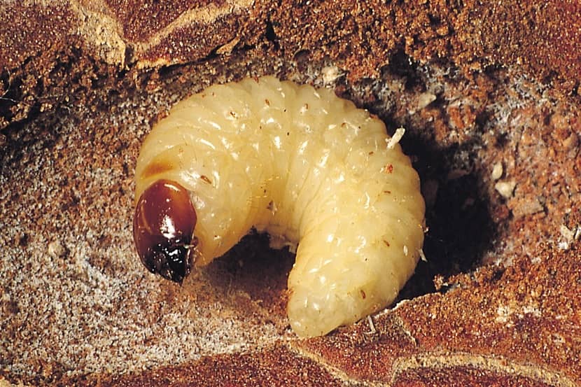 Hylobius abietis larve