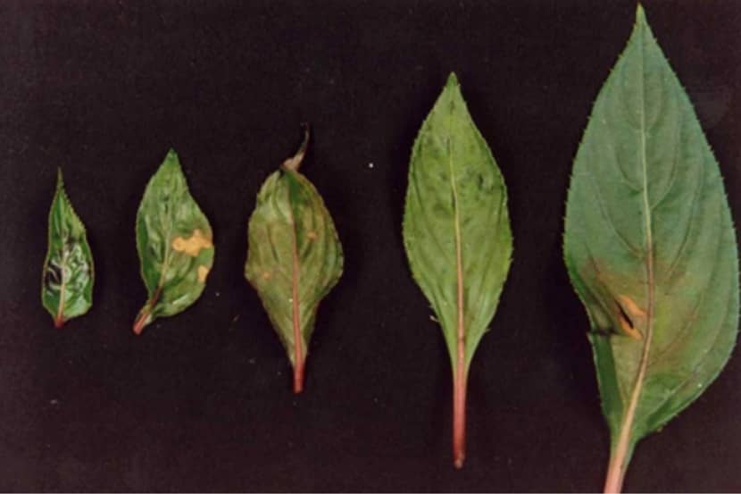 Impatiens necrotic spot virus (impatiensvlekkenvirus)