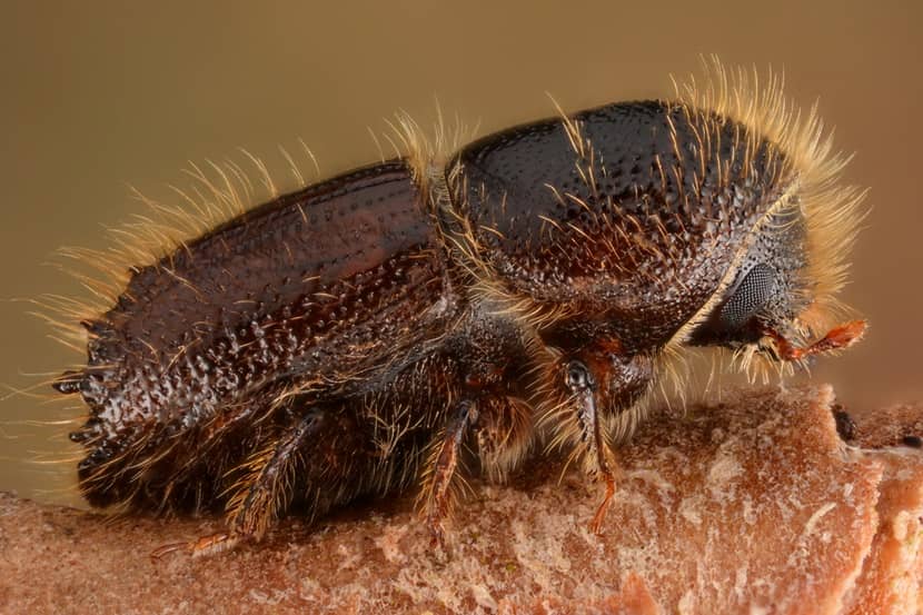 Kever van Dendroctonus micans