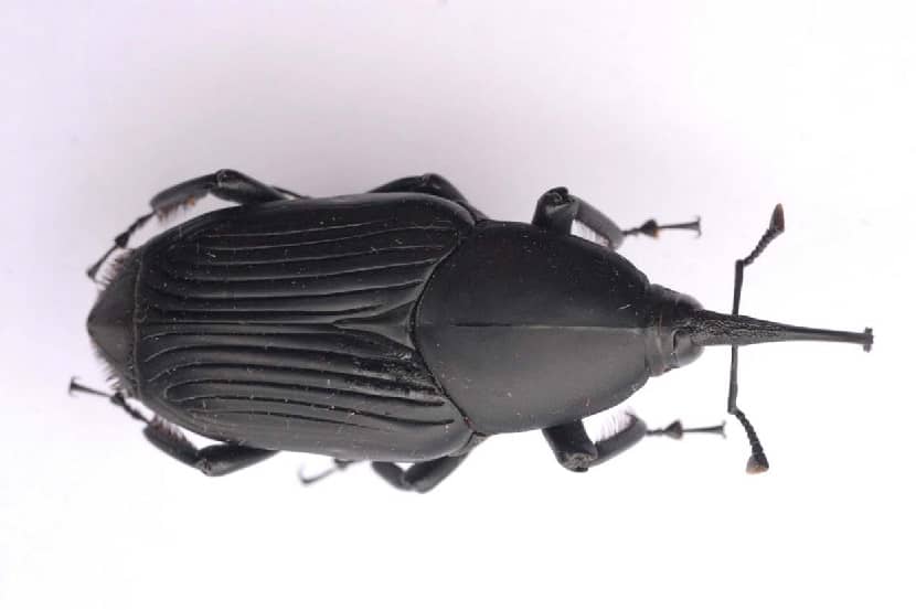 Kever van Rhynchophorus palmarum