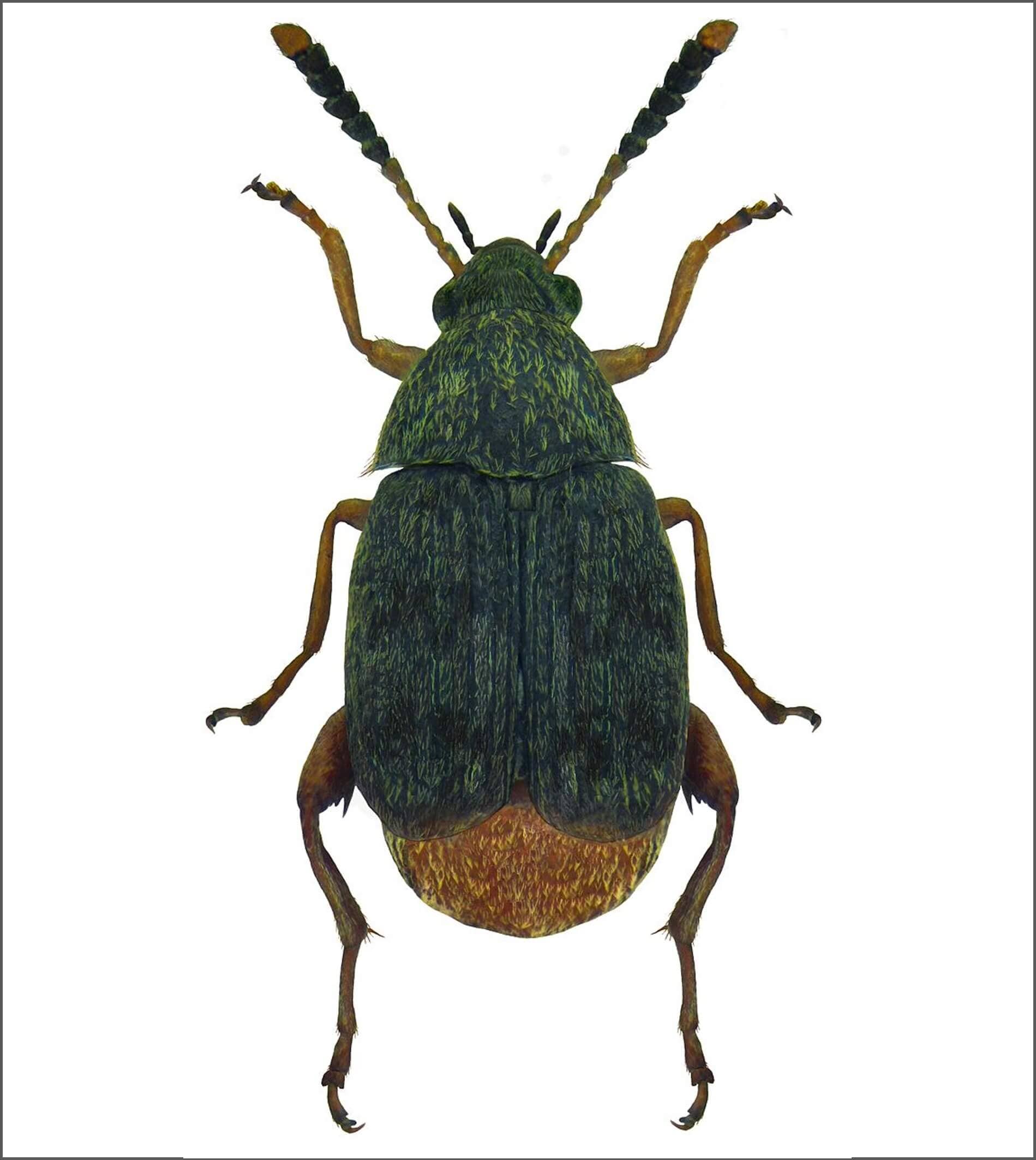 Kever van Acanthoscelides obtectus