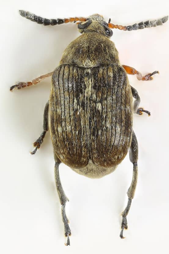 Kever van Bruchus rufimanus