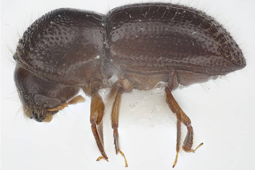 Kever van Euwallacea fornicatus