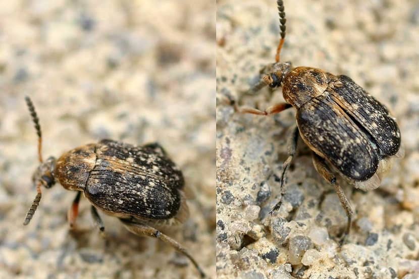 Kevers Bruchus pisorum