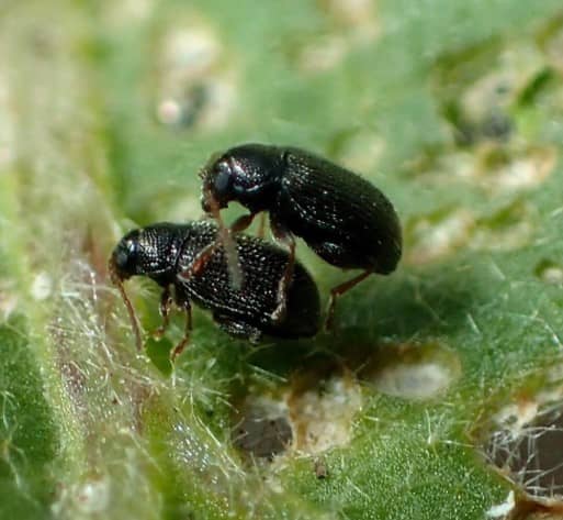 Kevers van Epitrix sp.