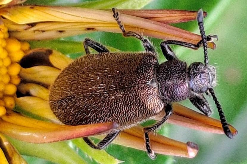 Kever van Lagria villosa